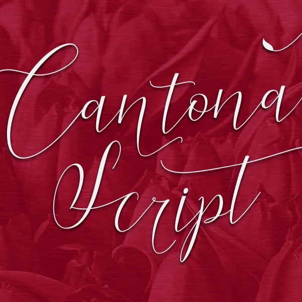 Cantona Script Font