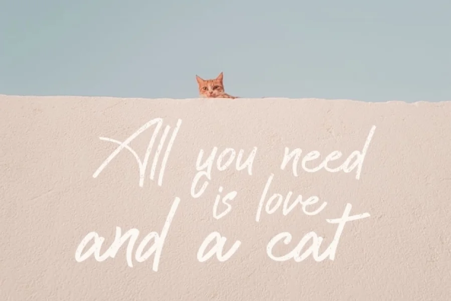 Cattily Demo Font preview 6