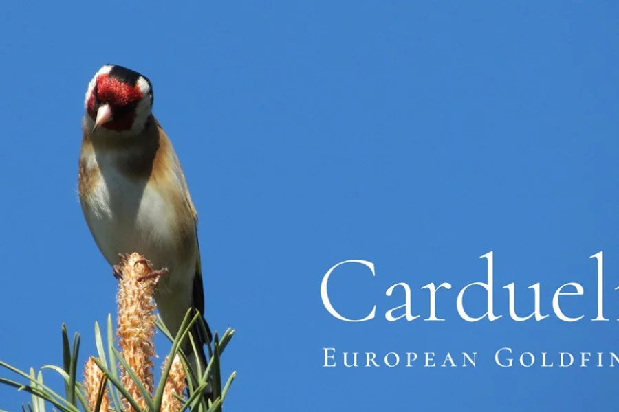 Cormorant Font Family preview 12