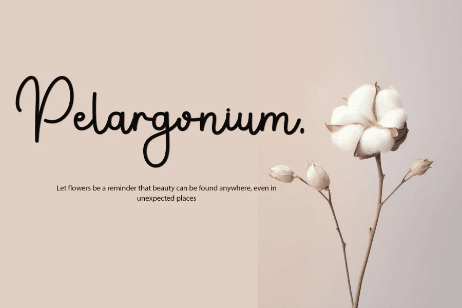 Pauline Script Font preview 2