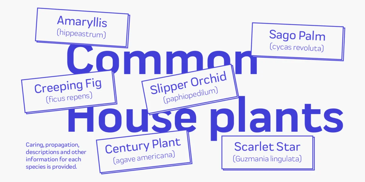 Praktika Font Family preview 19