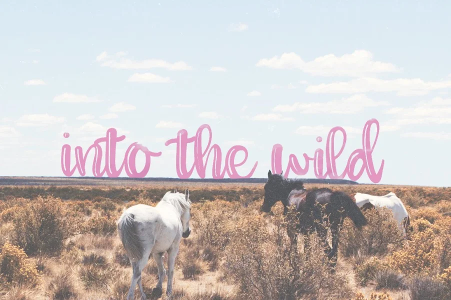 Willow Script Font preview 4