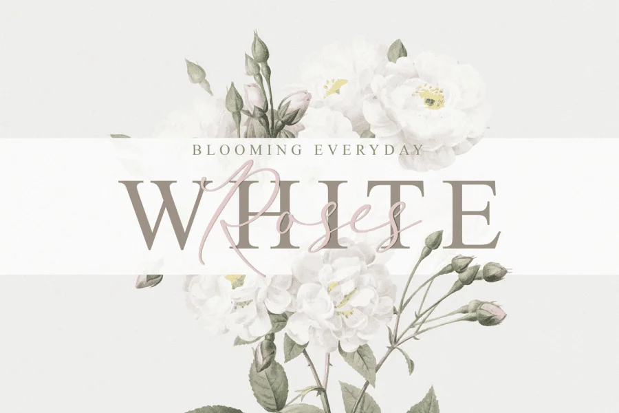 Wistania Font preview 11